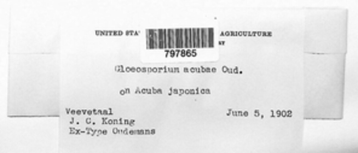 Gloeosporium aucubae image
